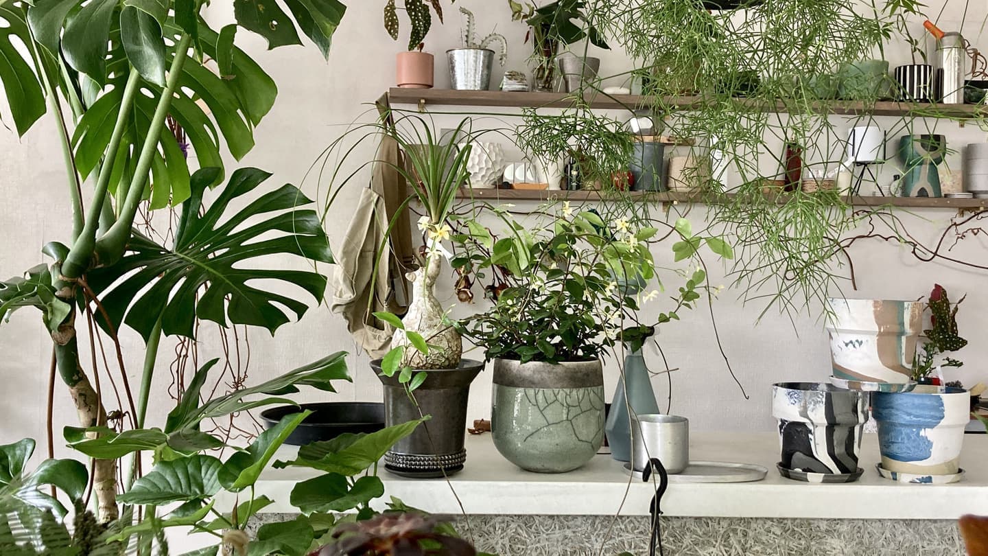 植物のある暮らし